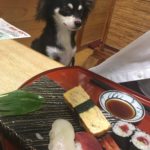 ワンコOKの立川 松栄寿司に愛犬マロンを連れて食事してきました♪