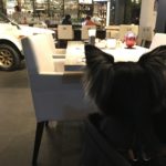 犬同伴OKの立川市にある CAFEGARAGE(カフェ・ガレージ) で食事してきました。