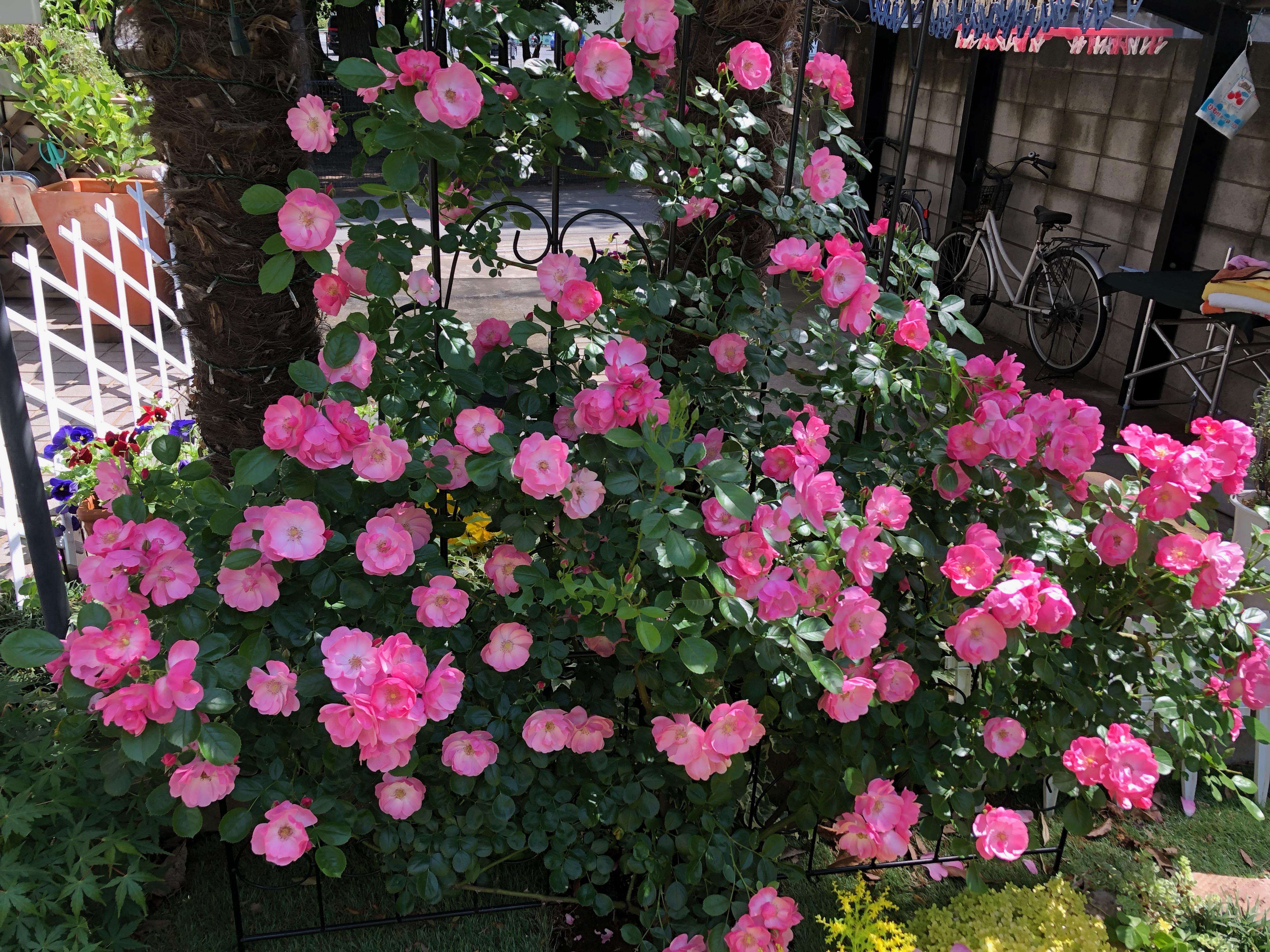 5月は薔薇の季節！庭のバラの経年変化