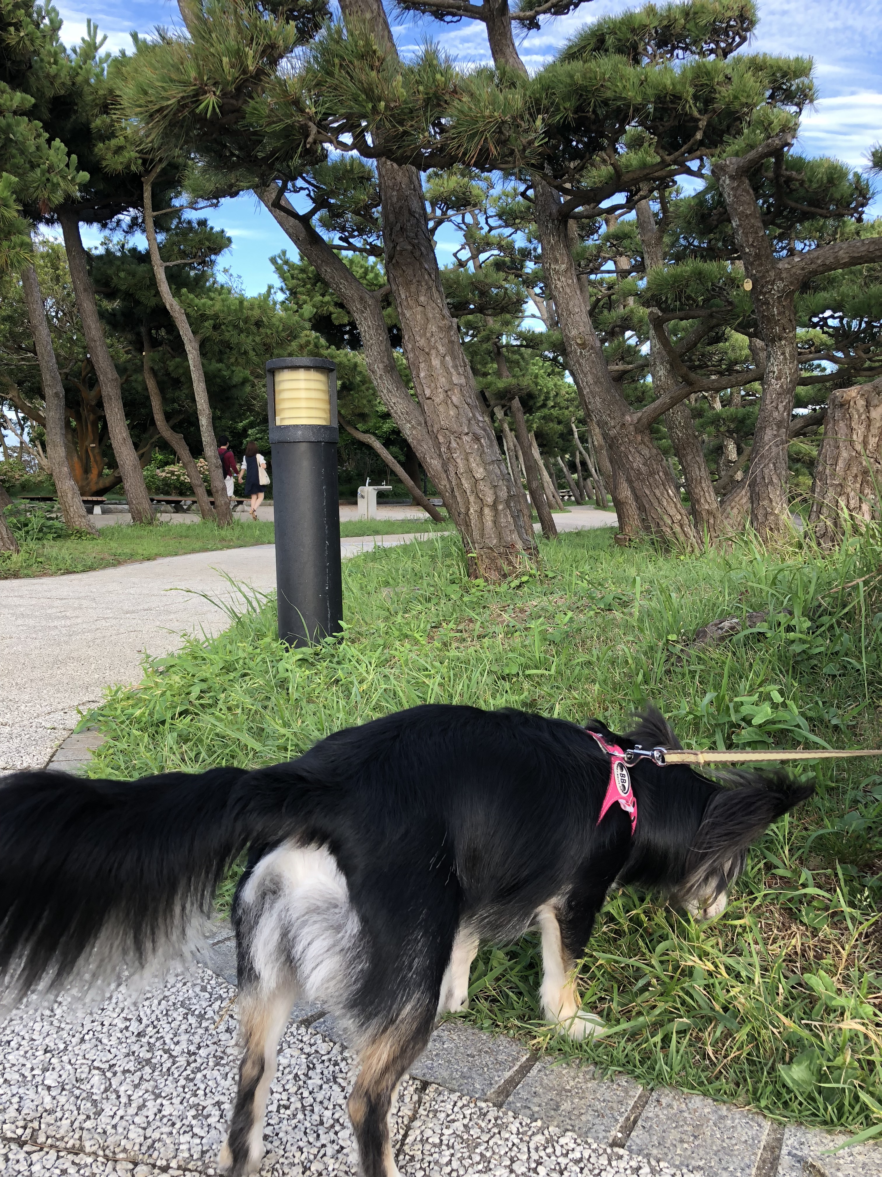 城ヶ島 犬散歩