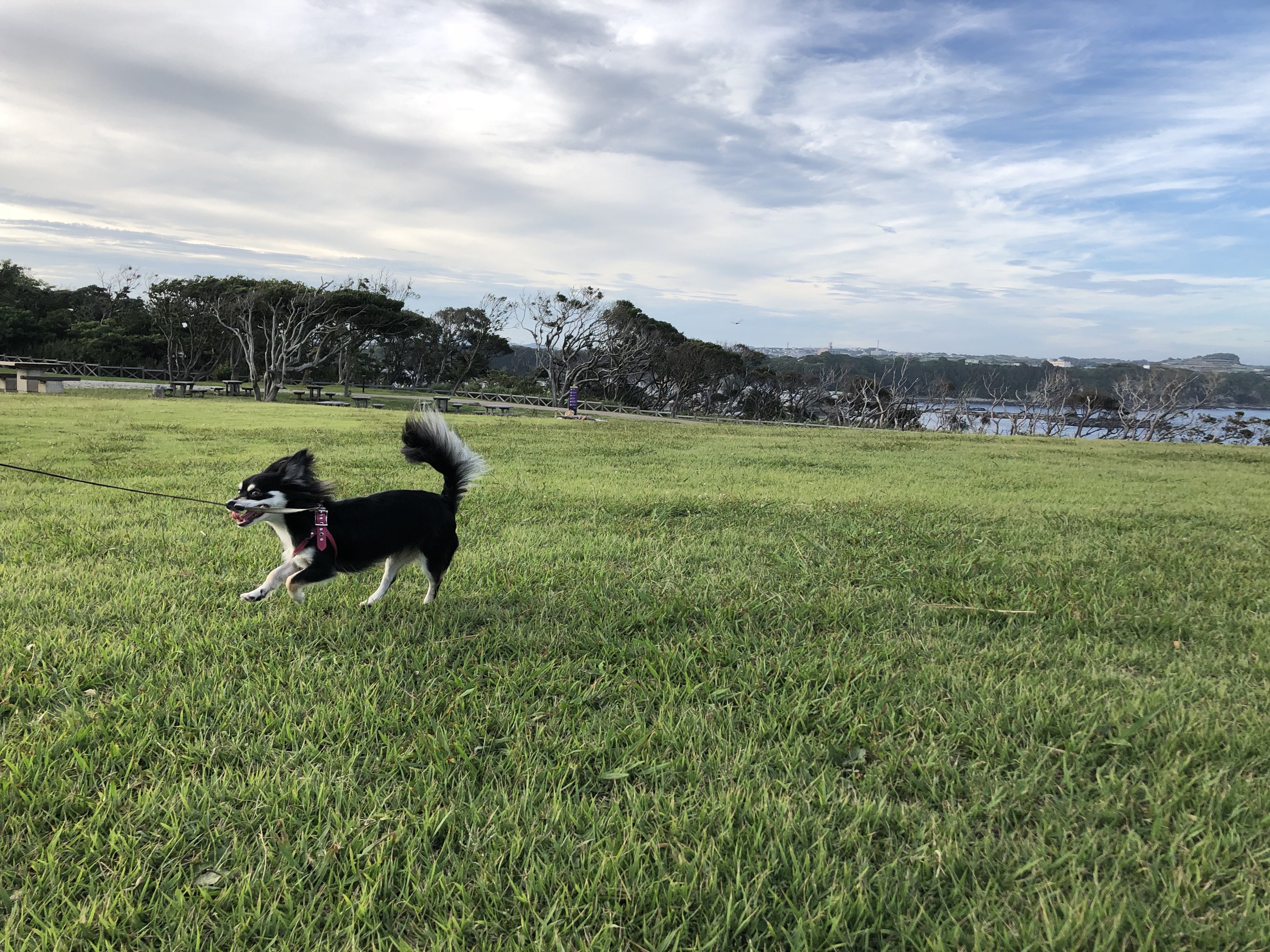 城ヶ島 犬と芝生